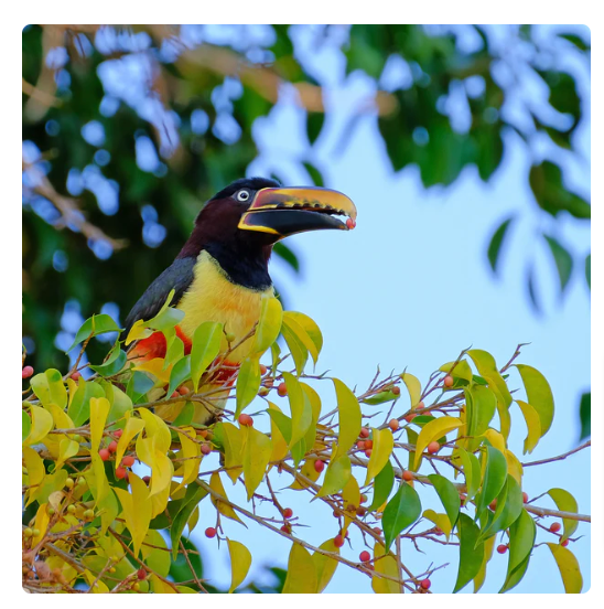 Wild Toucan Bourbon Pointu Costa Rica