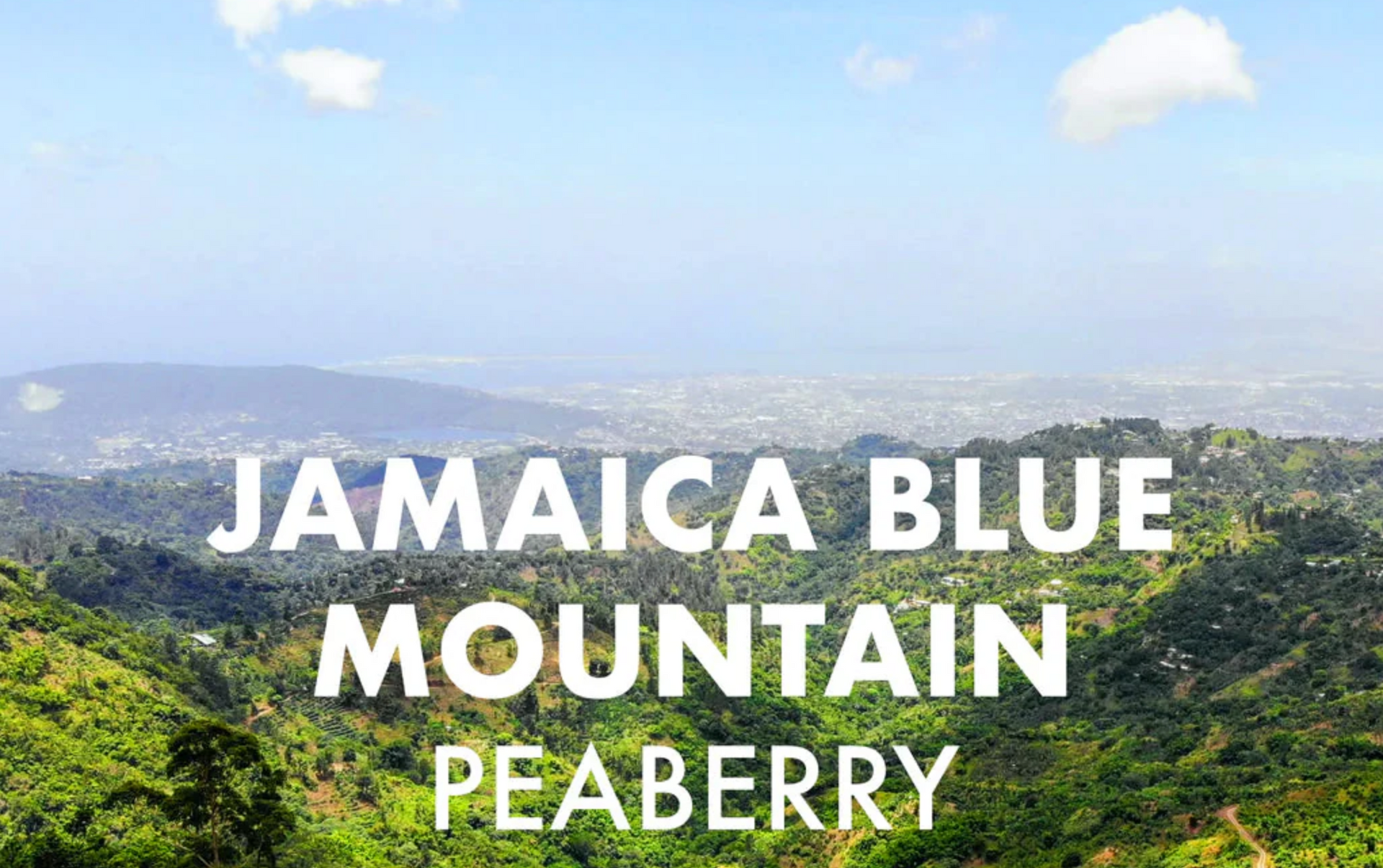 Montagne bleue de la Jamaïque, Peaberry